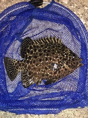 Oplegnathus punctatus