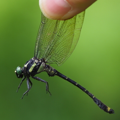 Asiagomphus auricolor