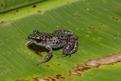 Eleutherodactylus leprus