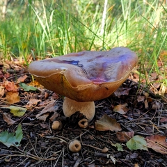 Suillus
