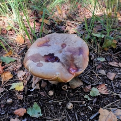 Suillus