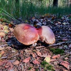 Boletus edulis
