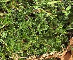 Cyclospermum leptophyllum