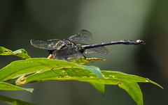 Asiagomphus pacificus