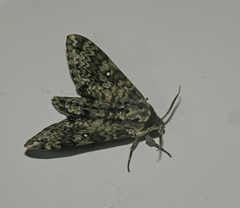 Dolbina tancrei