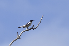 Certhionyx variegatus