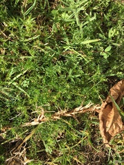 Cyclospermum leptophyllum
