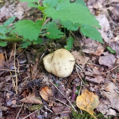 Scleroderma citrinum