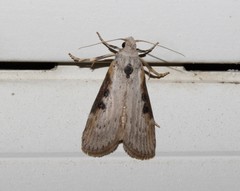 Lamoria ruficostella