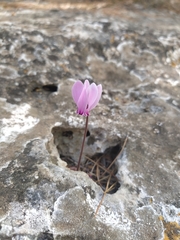 Cyclamen graecum