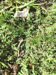 Euphorbia maculata