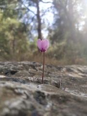 Cyclamen graecum