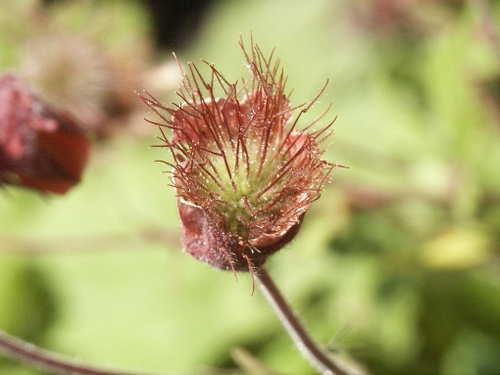 Raudonoji žiognagė nuotrauka