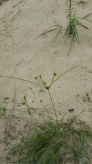 Cyperus grayi