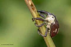 Sternuchopsis fabricii