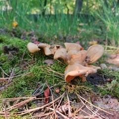 Agaricomycetes