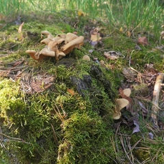 Agaricomycetes