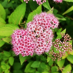 Spiraea japonica