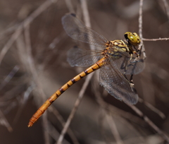 Austroepigomphus gordoni