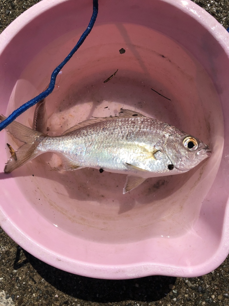 Japanese silverbiddy (Gerres equulus) — Gerreidae