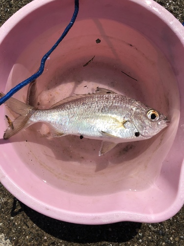 Japanese silverbiddy (Gerres equulus) — Gerreidae