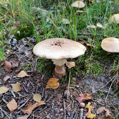 Agaricineae