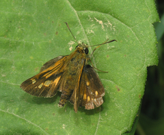 Ochlodes subhyalina