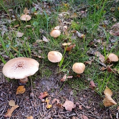 Agaricineae