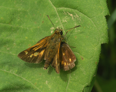 Ochlodes subhyalina