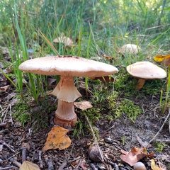 Agaricineae
