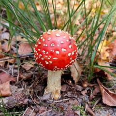 Amanita muscaria