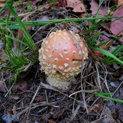 Amanita muscaria