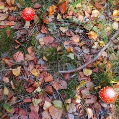 Amanita muscaria