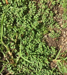 Euphorbia serpens