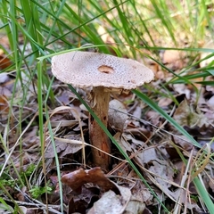 Boletaceae