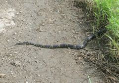 Elaphe schrenckii