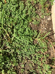 Euphorbia serpens