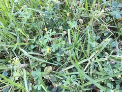 Medicago lupulina