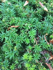 Taxus
