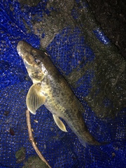 Pseudogobio esocinus