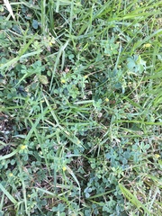 Medicago lupulina