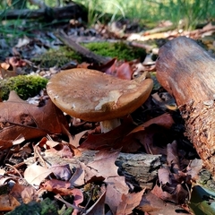 Agaricomycetes