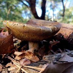 Agaricomycetes