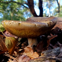 Agaricomycetes