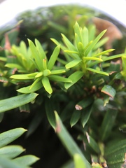 Taxus