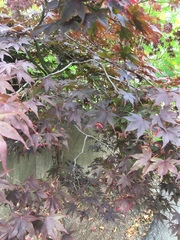 Acer