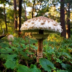 Macrolepiota procera