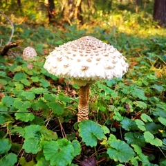 Macrolepiota procera