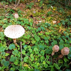 Macrolepiota procera