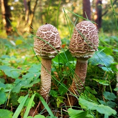 Macrolepiota procera